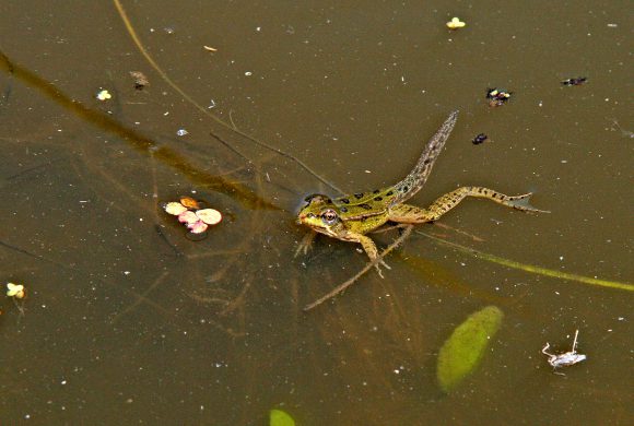 Altarmsanierung an der March Altarmsanierung an der March